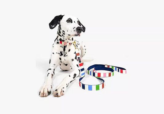 Dog Leash Large in Adventure Stripe Pet in  at Wrapsody
